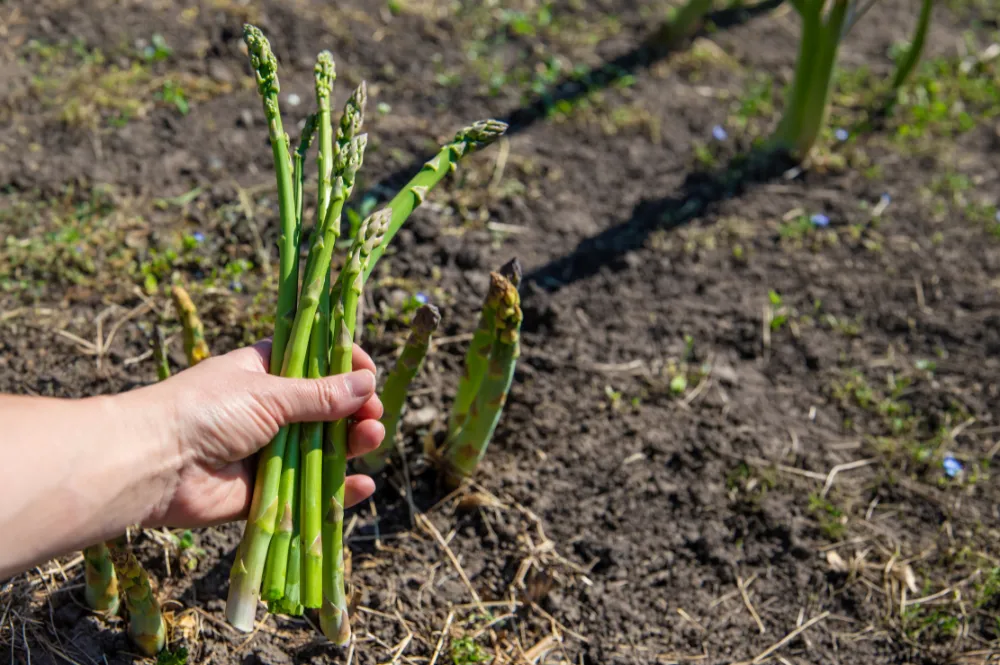 maladies des asperges