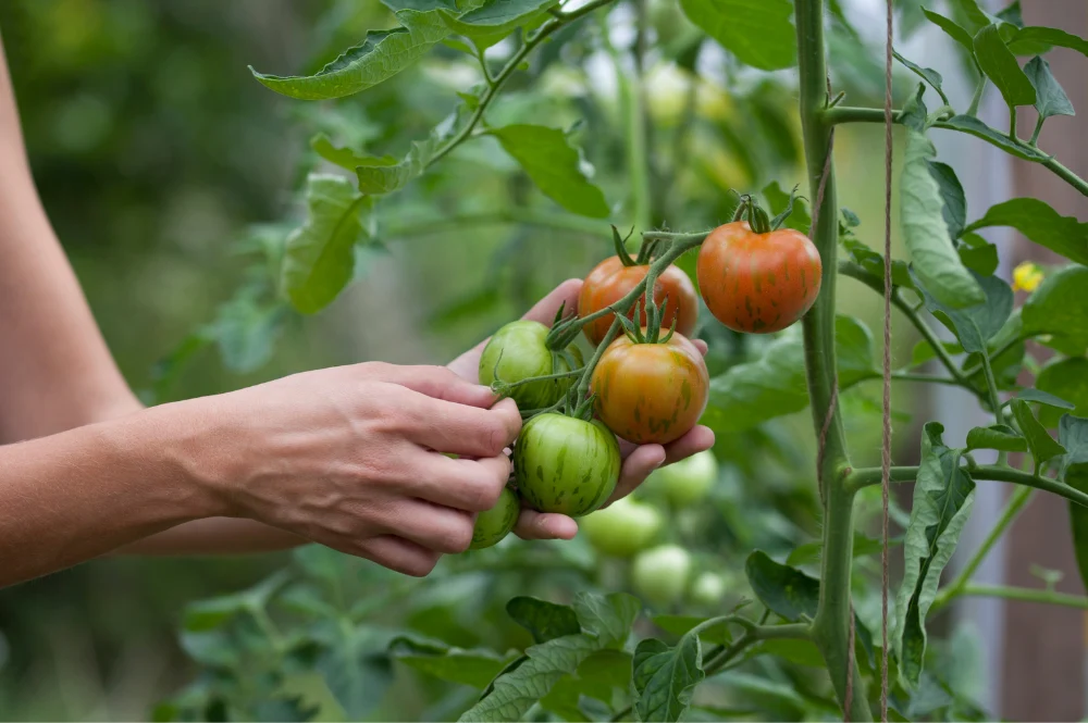 quel engrais bio pour les tomates