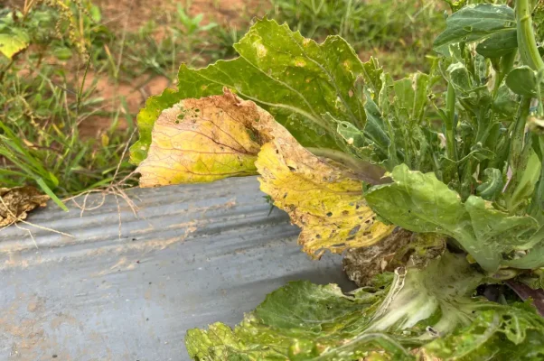 Rhizoctone brun (Rhizoctonia solani)
