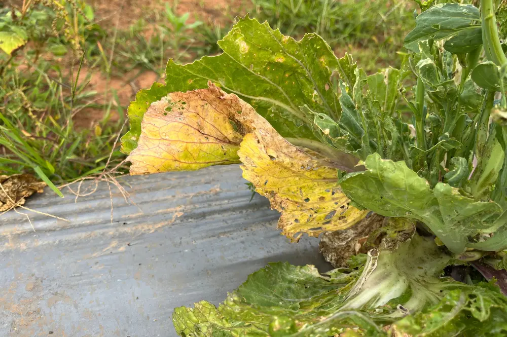 Rhizoctone brun (Rhizoctonia solani)
