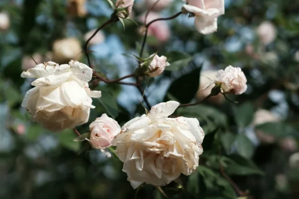 tenthredes du rosier