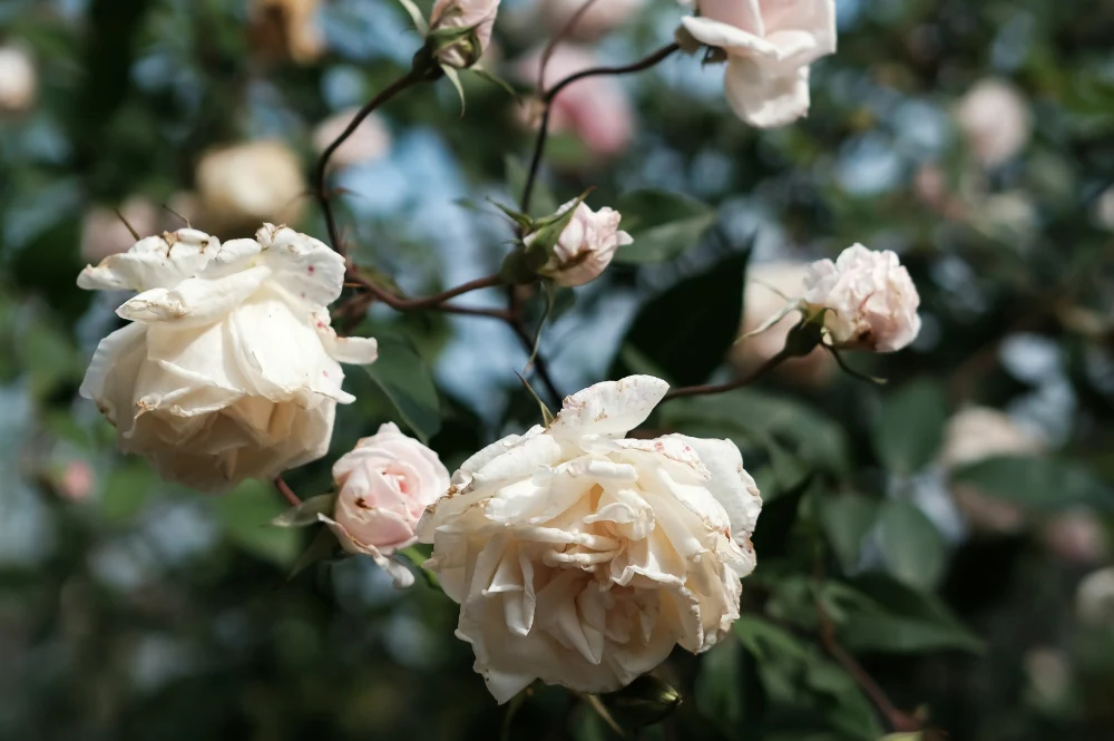 tenthredes du rosier