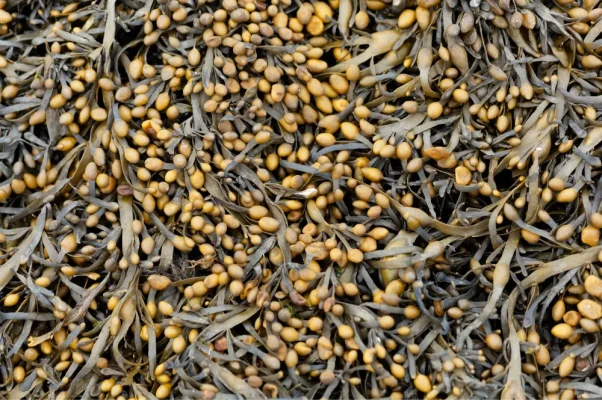 algues agriculture biologique
