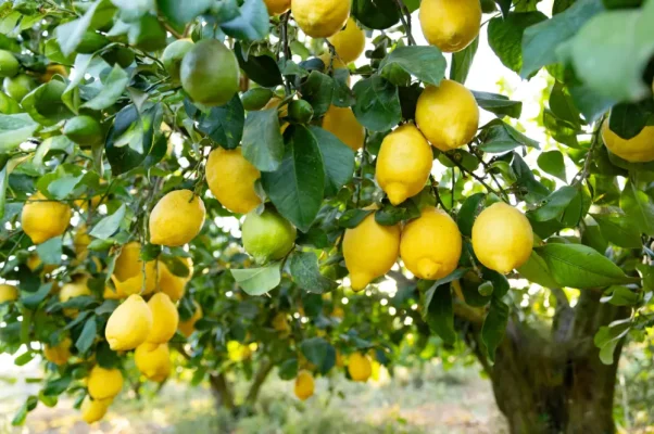 engrais naturel pour citronnier