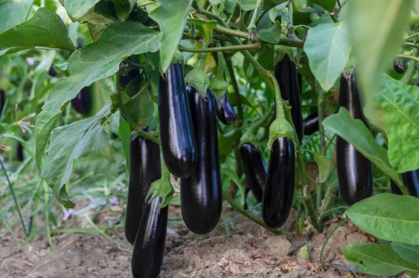 meilleurs engrais naturel pour aubergine