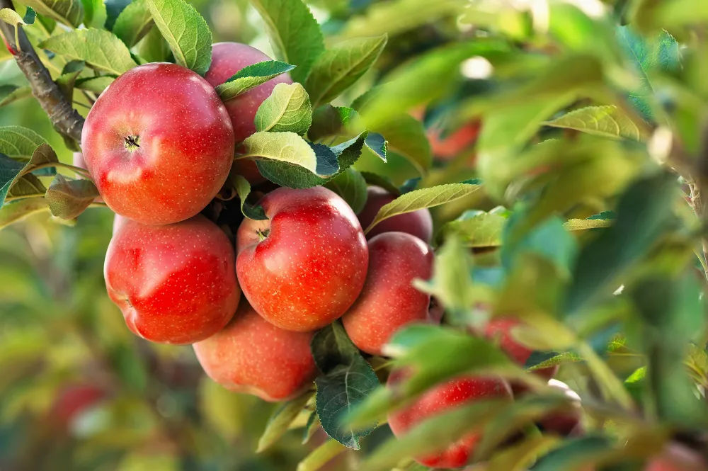 engrais naturel pour pommier