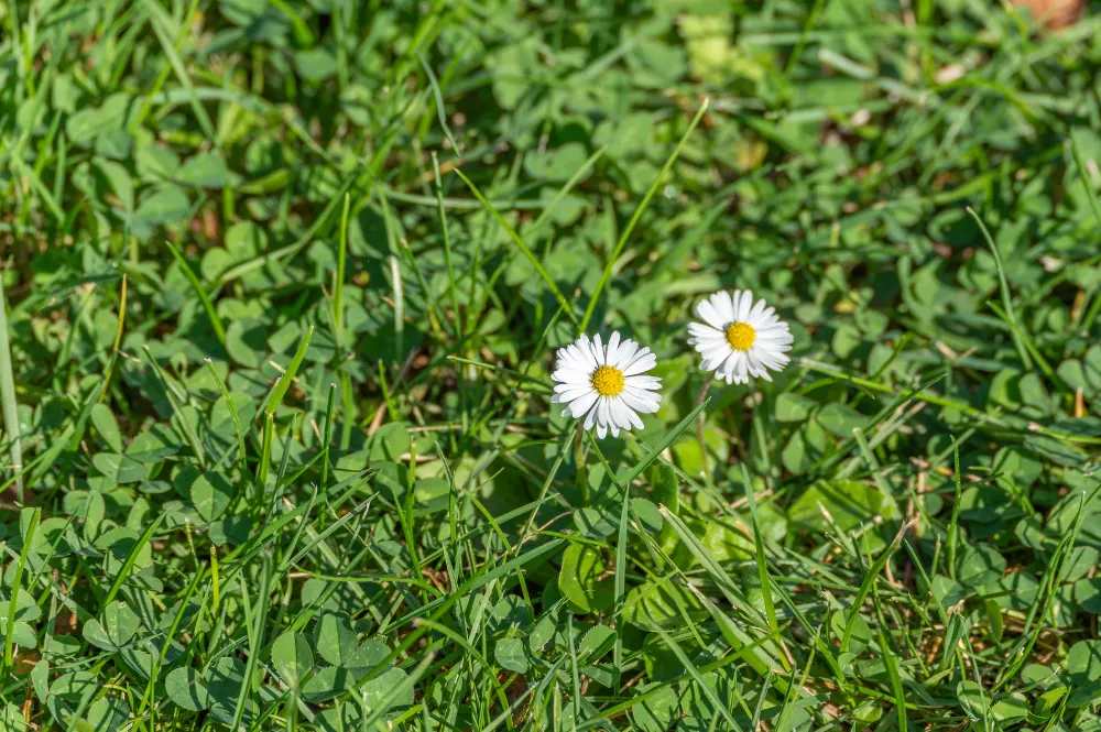 problème paquerette sur pelouse