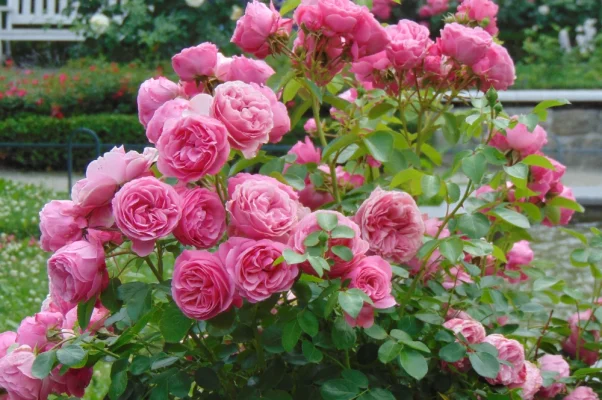 engrais naturels pour rosier