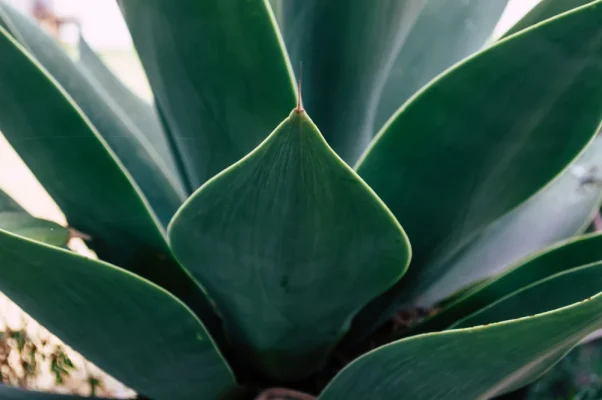 Charançon de l’Agave (Scyphophorus acupunctatus)