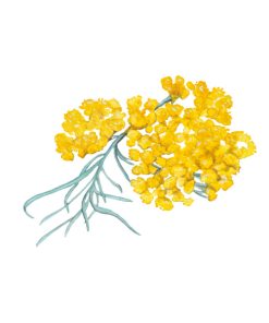 Savon à l'immortelle – Image 2