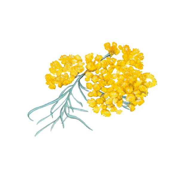 Savon à l'immortelle – Image 2