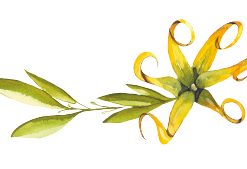 Savon ylang ylang et laurier 100g – Image 3
