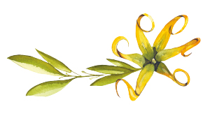 Savon ylang ylang et laurier 100g – Image 3
